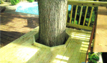 Decking Around Tree 3